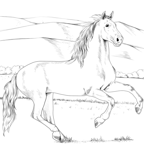 Andalusian Horse Coloring Page